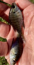 3 Live Baby TEXAS Bluegill