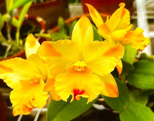 Cattleya rth ponte sul - ponte, fiume