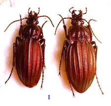Carabidae CARABINAE Carabus