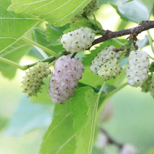 Pianta frutto gelso bianco - frutto,