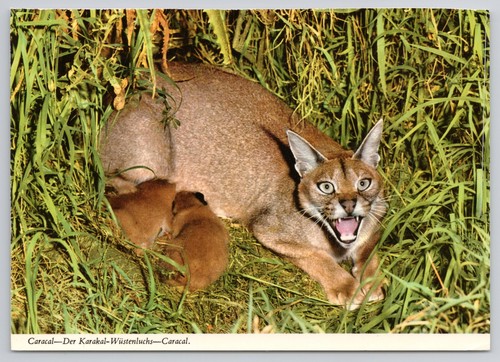 Cartolina caracal madre che - cartolina,