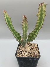 Euphorbia buruana variegata - euphorbia,
