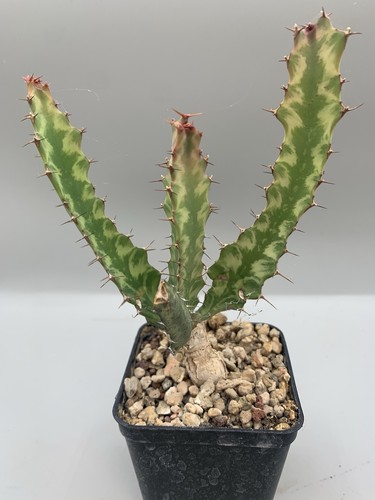 Euphorbia buruana variegata - buruana,