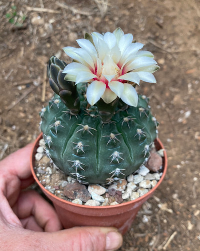 Gymnocalycium baldianum - gymnocalycium,