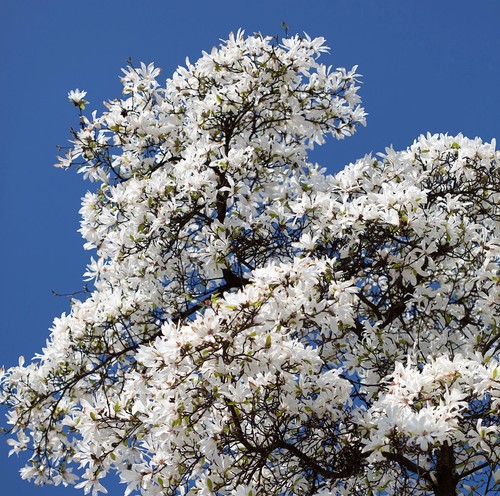 Magnolia kobus albero di - magnolia, kobus,