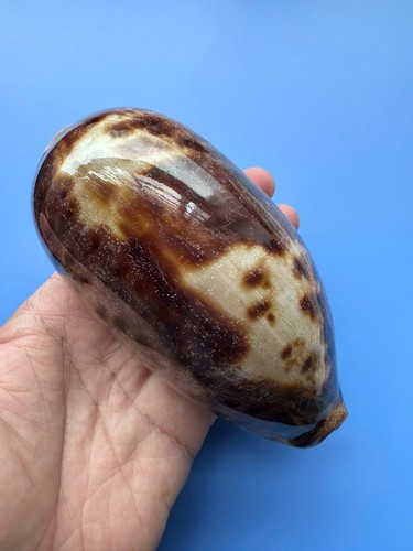 136 cypraea - mm, |
