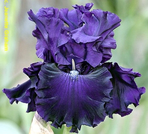 Iris magnificent - iris,