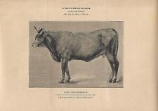 Stampa antica MUCCA di razza COMTOISE-FEMELINE vacca 1895 Antique print cattle