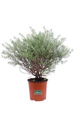 Pianta di Westringia Fruticosa