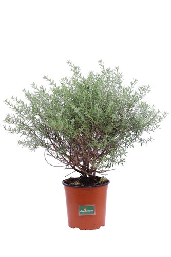Pianta westringia fruticosa - di,