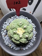 Pianta di cactus rara 8,5 cm