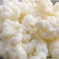 KEFIR DI LATTE 10 GRAMMI LATTE