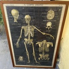 Tavola didattica Paravia Corso Vittorio Emanuele Torino, 1943,  lo scheletro