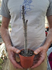 Pachypodium rutenbergianum