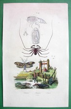 NATURA Botte Gamberetti Giganti Caddis Fly Frusta Ragno - 1839 Stampa a colori