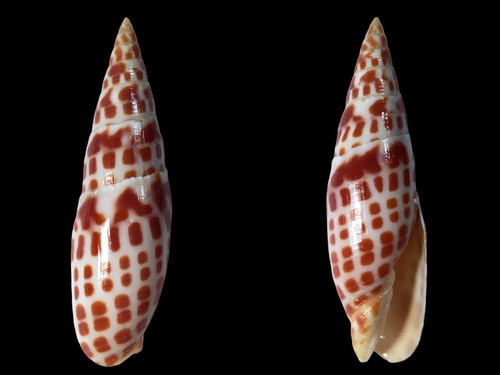 Mitridae mitra - mitridae,, mactan