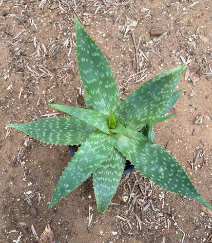 Aloe saponaria pianta - saponaria, da