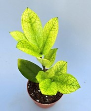 Zamioculcas Zamiifolia Camaleonte