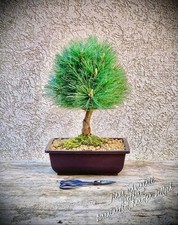 Pinus Schwerinii "Wiethorst" -