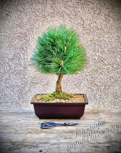 Pinus schwerinii wiethorst - pinus,