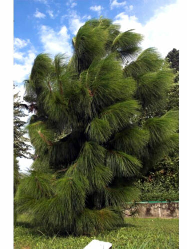 Pinus yunnanensis pino - pino, dello