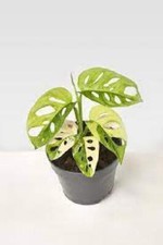 Monstera adansonii Aurea