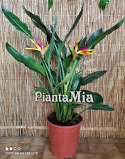 Strelitzia reginae piantamia - -,