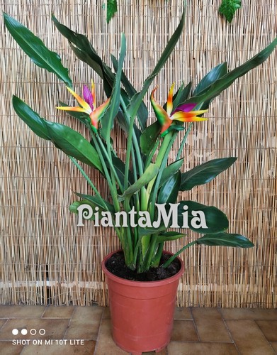 Strelitzia reginae piantamia - reginae,