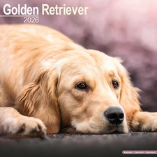 Calendario Golden Retriever