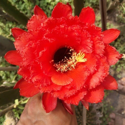 Pianta succulenta cactus - pianta,