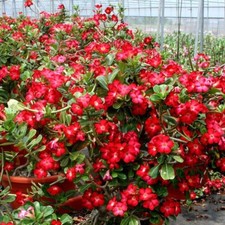 Adenium obesum super - obesum, cv