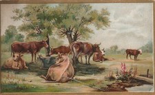 Q1 - Card Chromo Pascolo Vacche Illustrazione