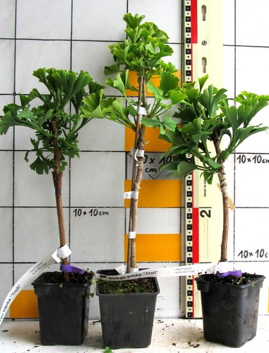 Ginkgo biloba troll - ginkgo,