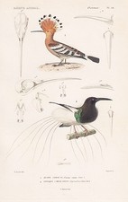 Upupa Epops Hoopoe Epimachus