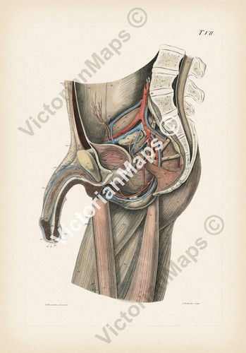 Antique engraving male - antique,