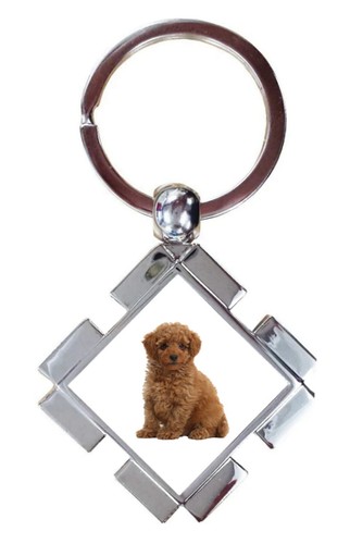 Toy poodle dog pet - toy,