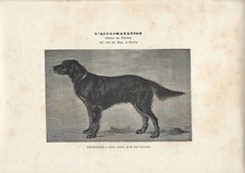 Stampa antica CANE razza SETTER GORDON 1890 ca. Antique print dogs