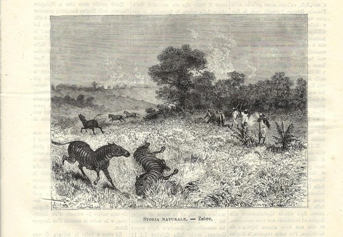 Stampa antica caccia - caccia, alla