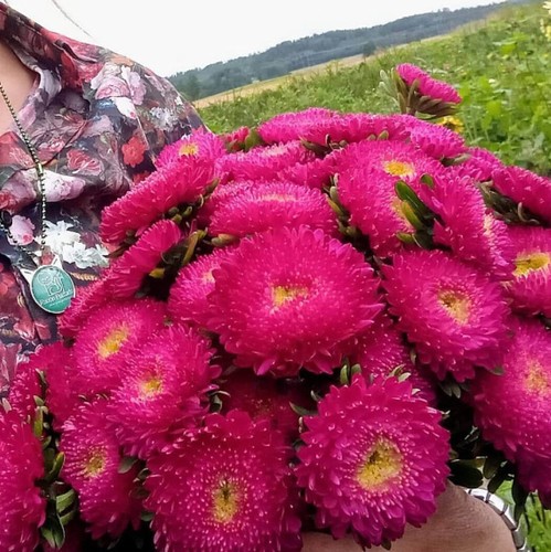 Aster principessa carmesino - aster,