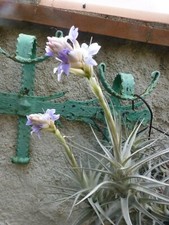 tres grand lot= 4tiges de