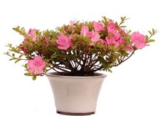 Bonsai - Jap. Satsuki Azalee 