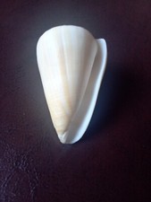 Conchiglia Conus Cloveri