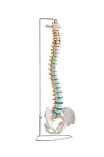 Anatomiche modello colonna - anatomiche,