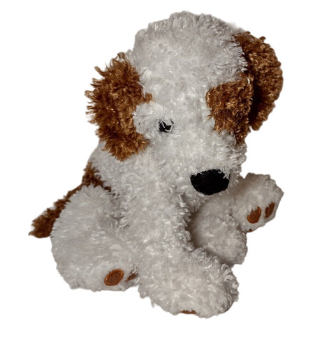 Floppy jack russell - russell, terrier