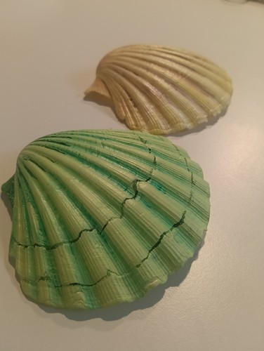 Conchiglie capasanta dipinte - capasanta,
