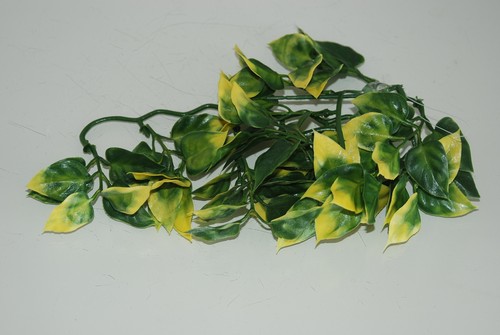 Rettile fmr terrario - rettile,