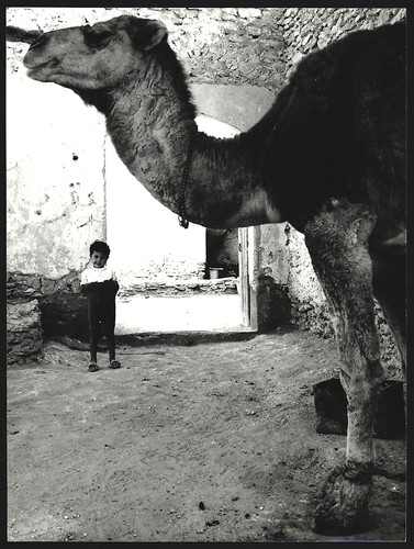 Fotografia cammello - , o