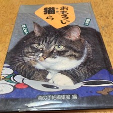 Collezione foto gatti