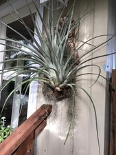 Sale2211 Tillandsia Balbisiana