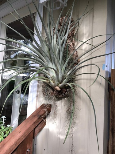 Sale2211 tillandsia balbisiana - sale2211,